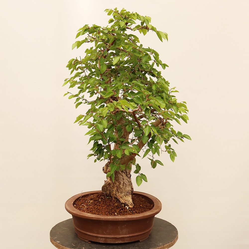 Bonsai für draußen - Karpinus Coreana - Koreanische Hainbuche