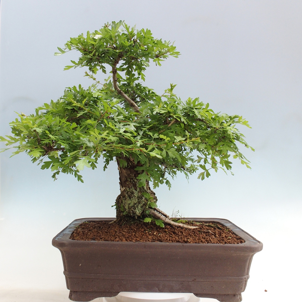 Bonsai für draußen - Weißdorn - Crataegus monogyna