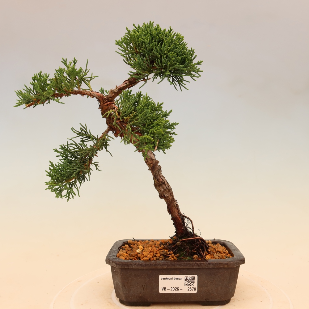 Bonsai für draußen - Juniperus chinensis Kishu