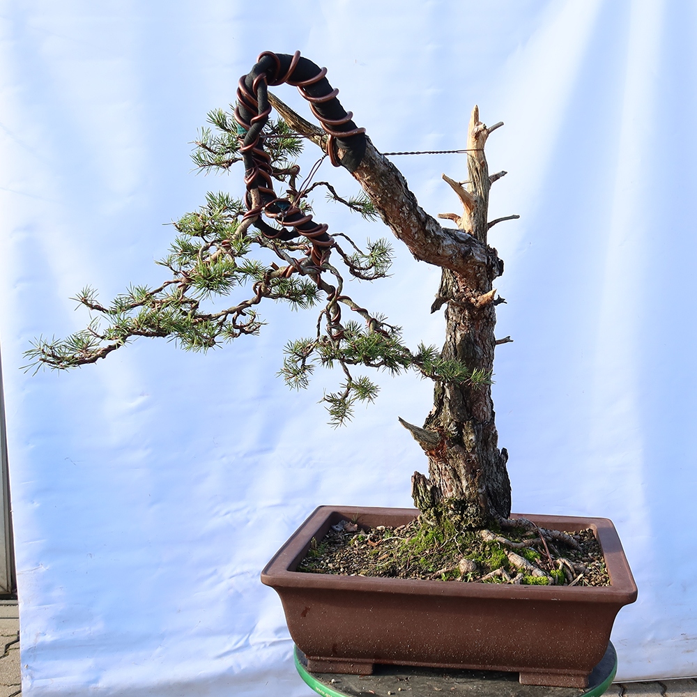 Pinus sylvestris Spanien – Waldkiefer