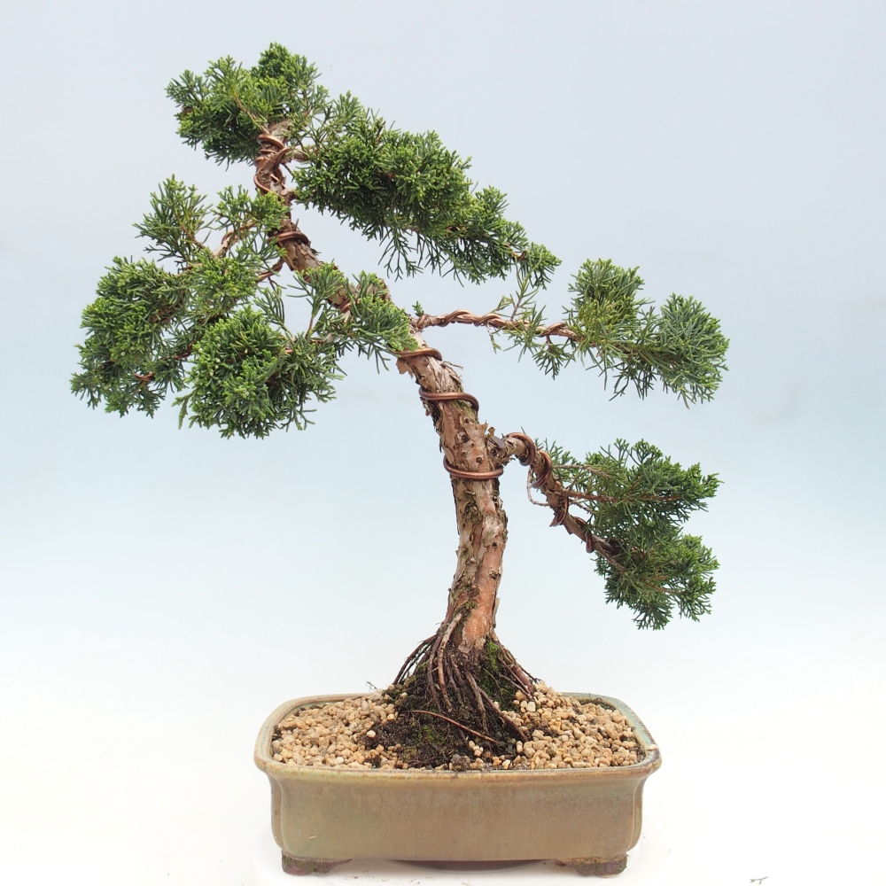 Bonsai für draußen - Juniperus chinensis Kishu