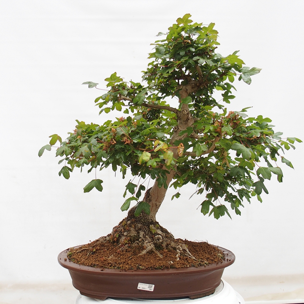 Bonsai für draußen - Französischer Ahorn - Acer Nonspessulanum