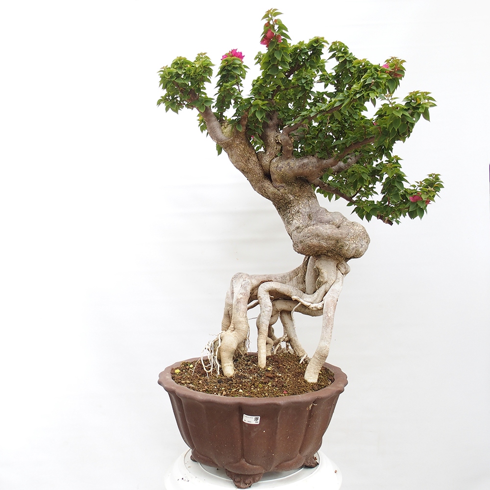 Zimmer Bonsai - Bouganwilea