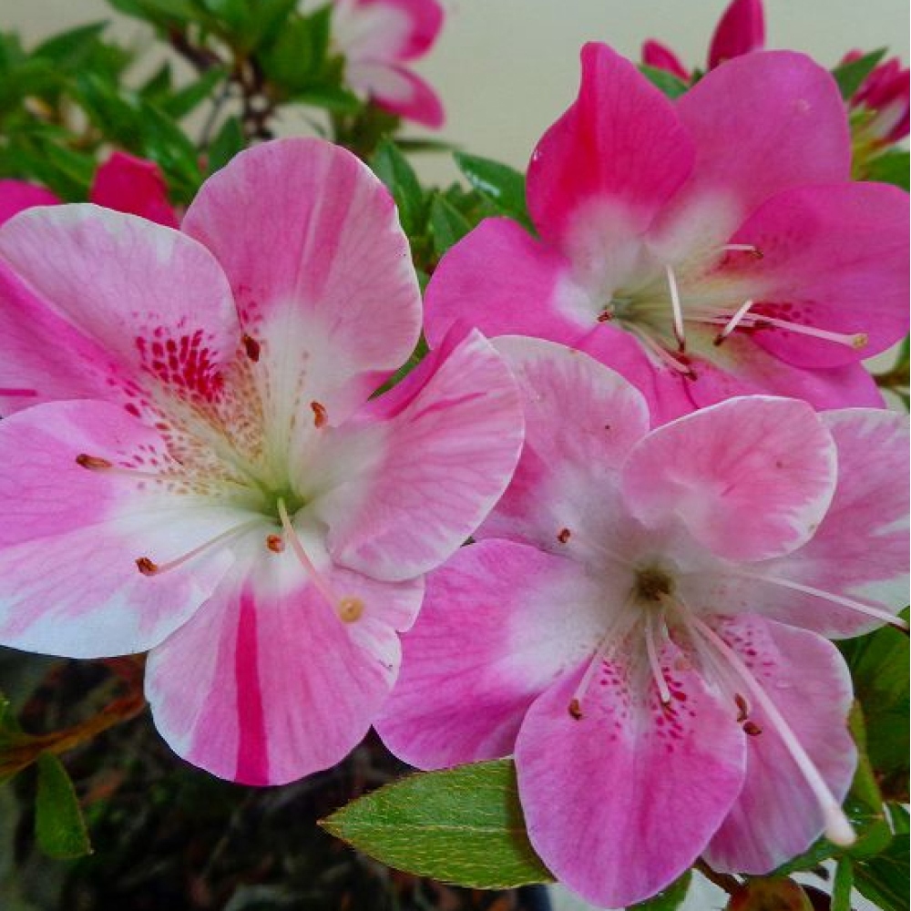 Bonsai für draußen - Japanische Azalee - Azalee Reiko