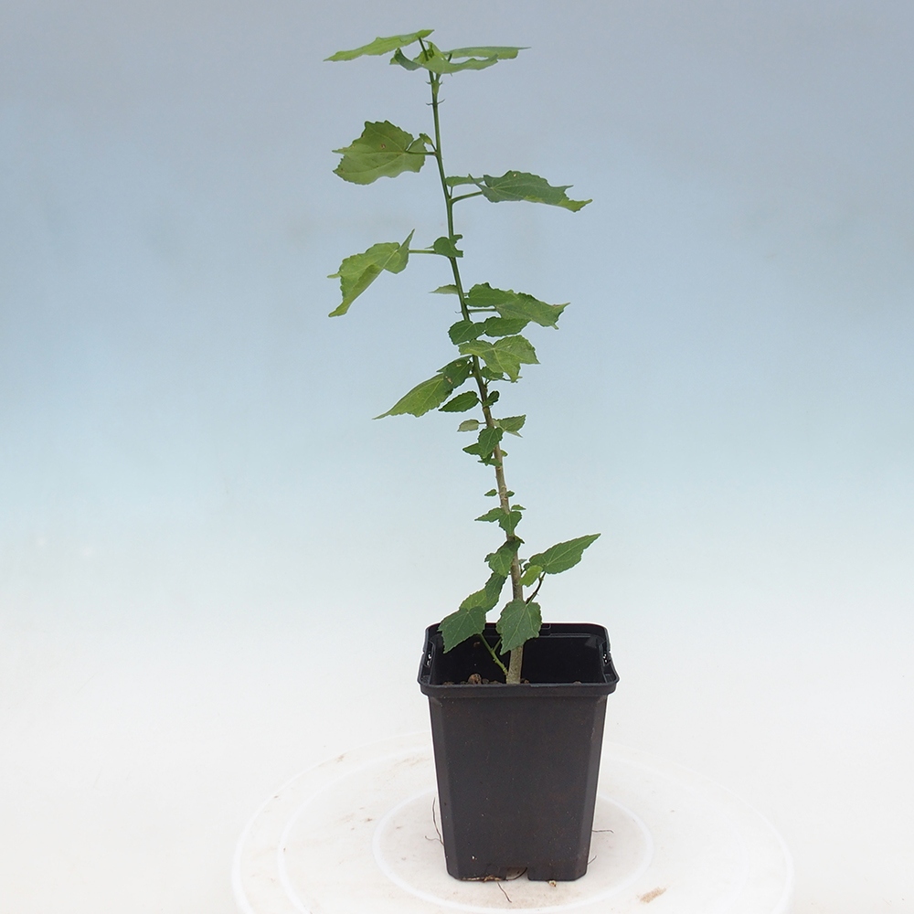 Zimmerbonsai - Malvaviscus arboreus