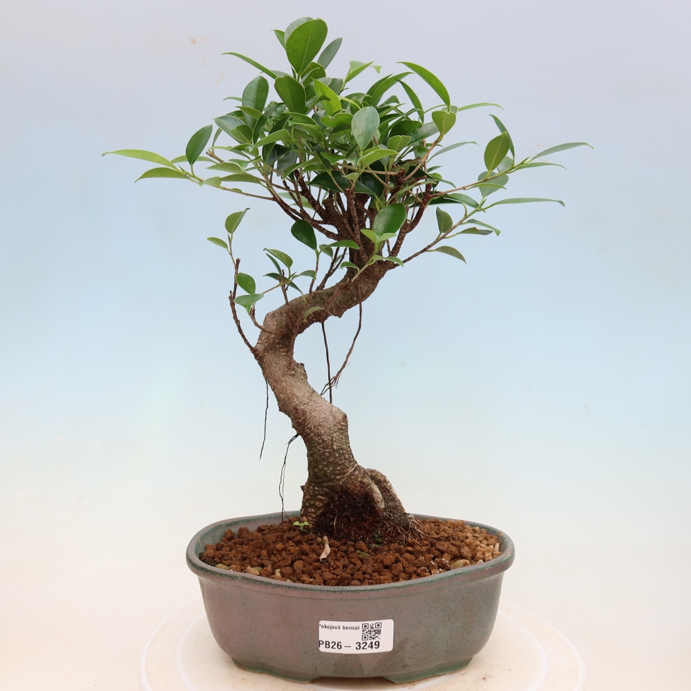 Zimmerbonsai - Ficus kimmen - Kleinblättriger Ficus