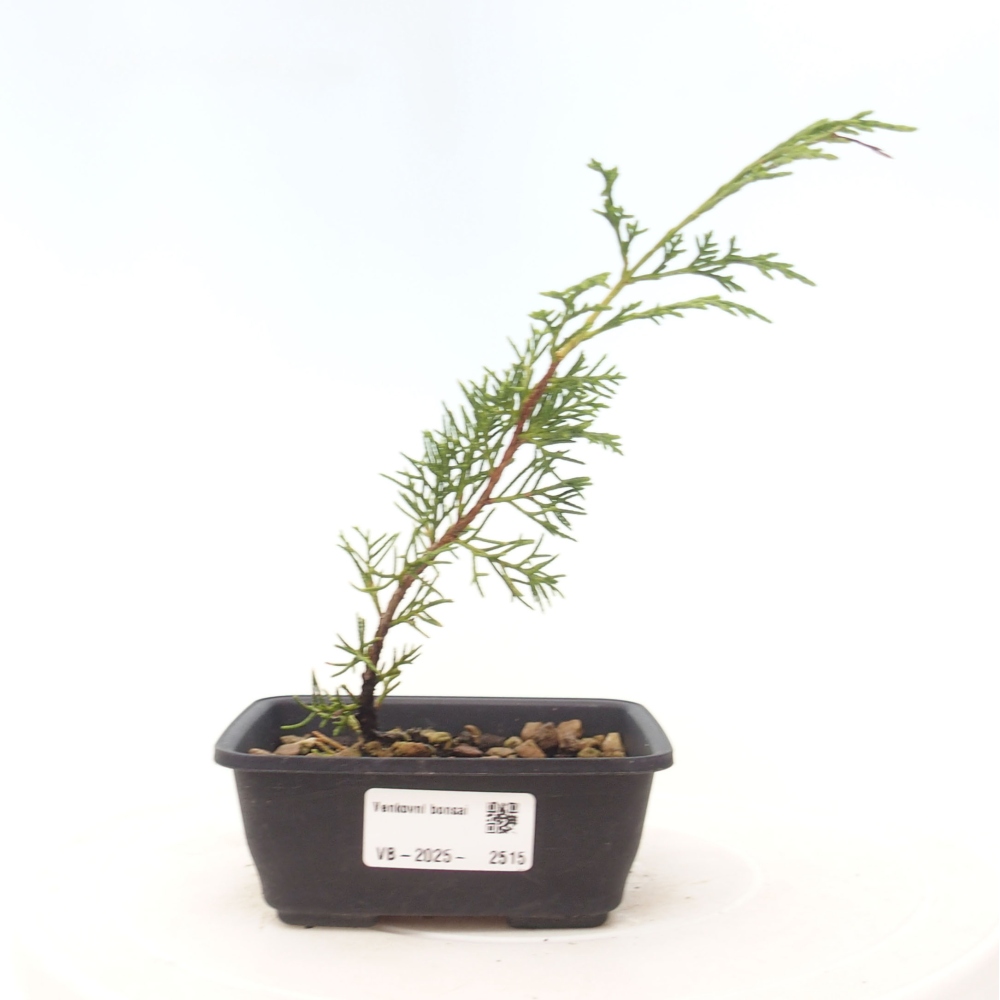 Bonsai für draußen - Juniperus chinensis Itoigawa
