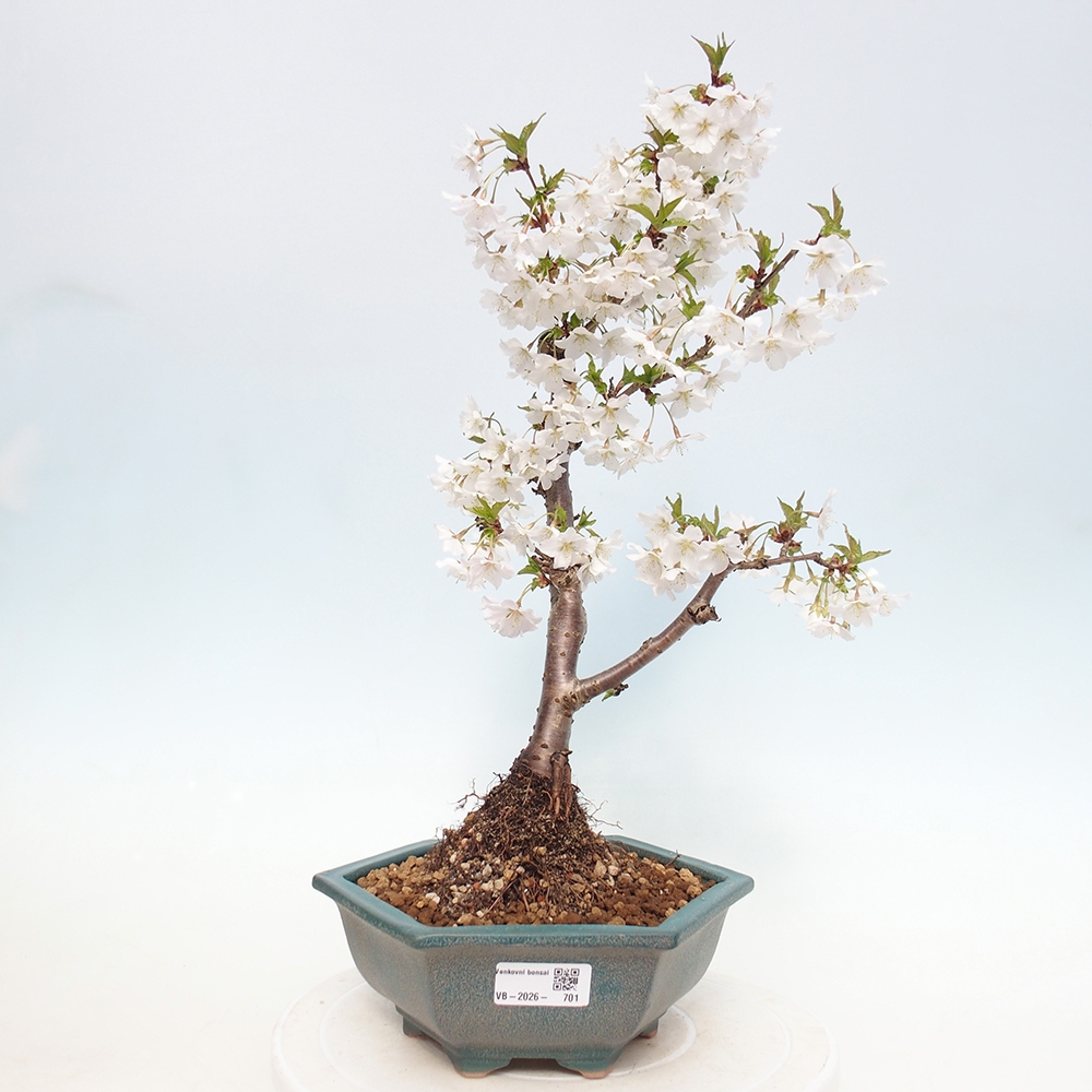 Bonsai für draußen - Prunus incisa Kojou-no mai-Plivon ausgeschnitten
