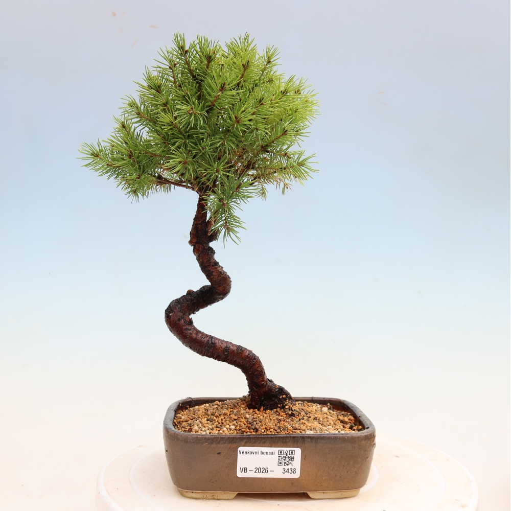 Bonsai für den Außenbereich – Graufichte – Picea glauca Globe