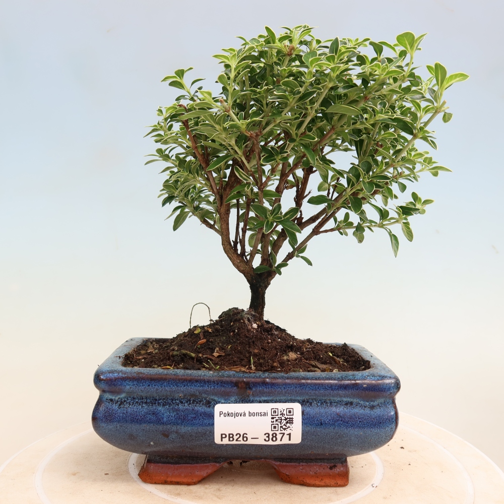 Zimmerbonsai - Serissa foetida Variegata - Baum der Tausend Sterne