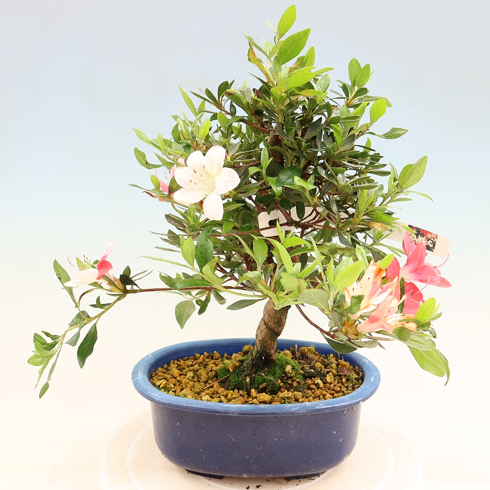 Bonsai für draußen - Japanische Azalee - Azalee Senhime