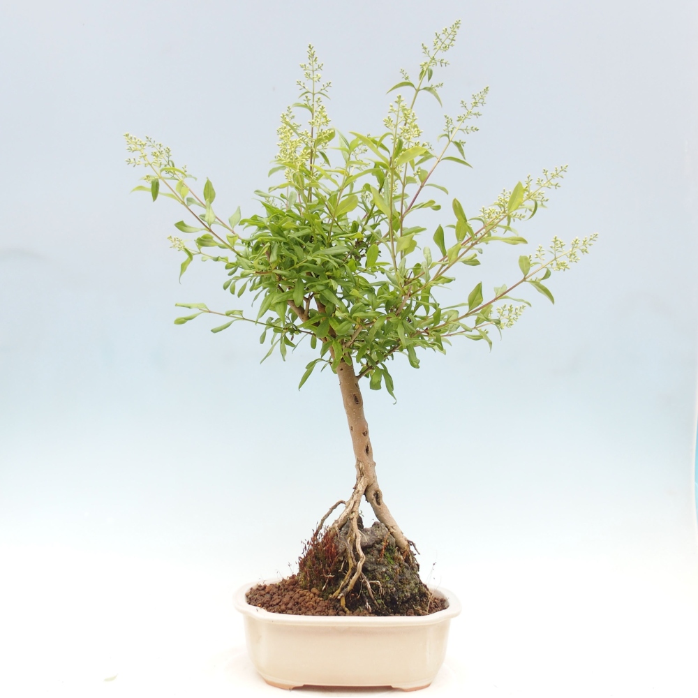 Bonsai für draußen - Ligustrum - Vogelschnabel