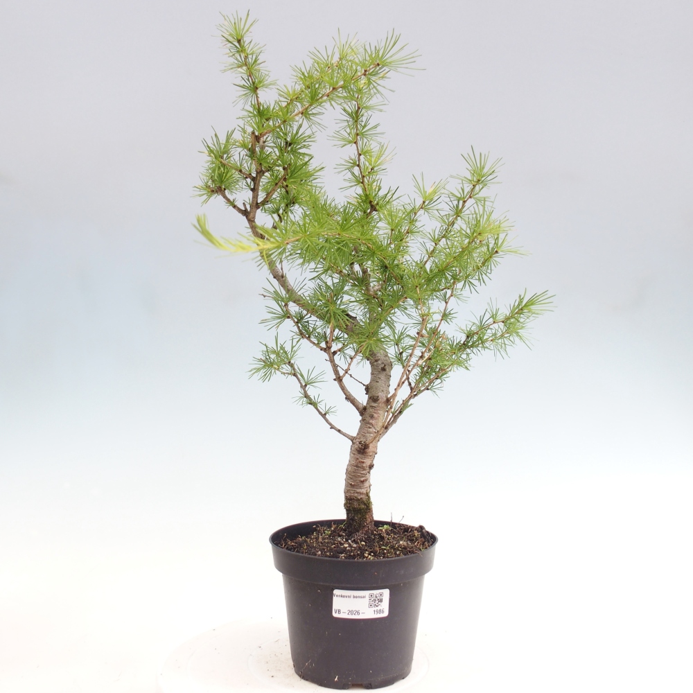 Bonsai für draußen -Larix decidua - Lärche
