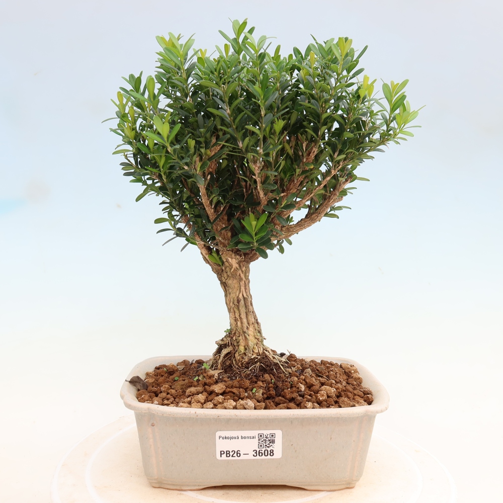 Zimmer Bonsai - Buxus harlandii - Korkbuxus