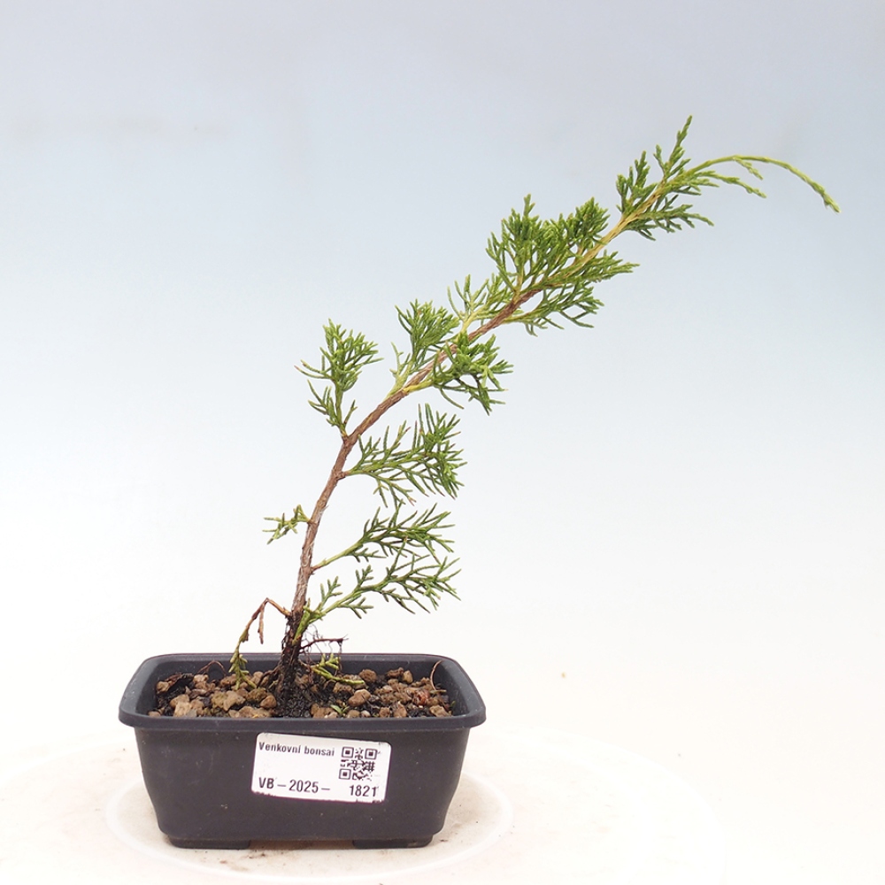 Bonsai für draußen - Juniperus chinensis Itoigawa
