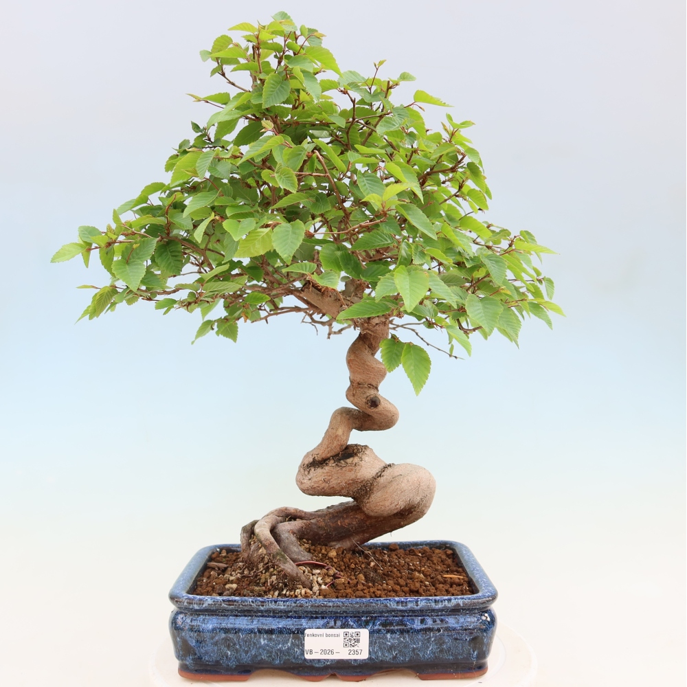 Bonsai für draußen - Karpinus Coreana - Koreanische Hainbuche