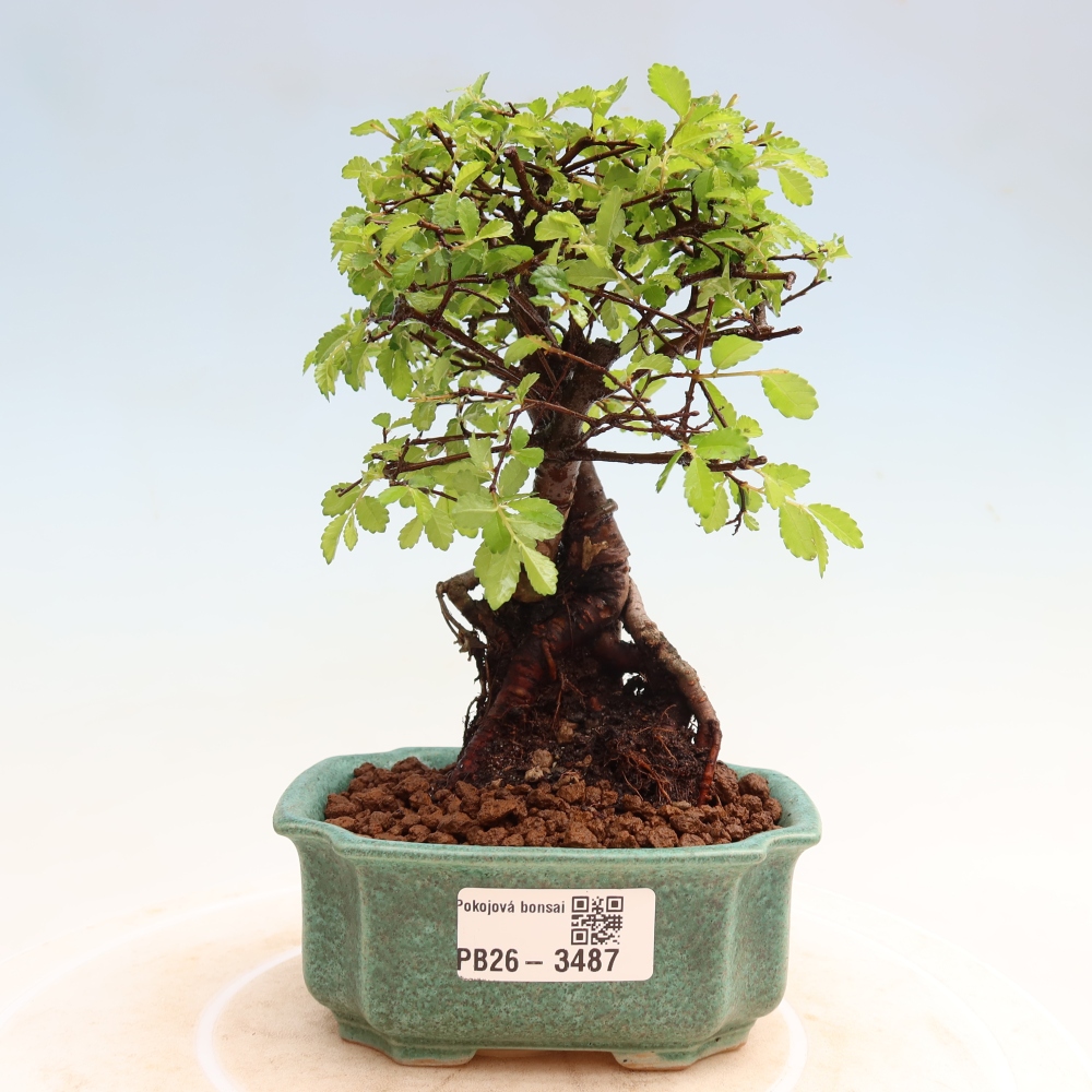 Zimmerbonsai - Ulmus parvifolia - Kleinblättrige Ulme