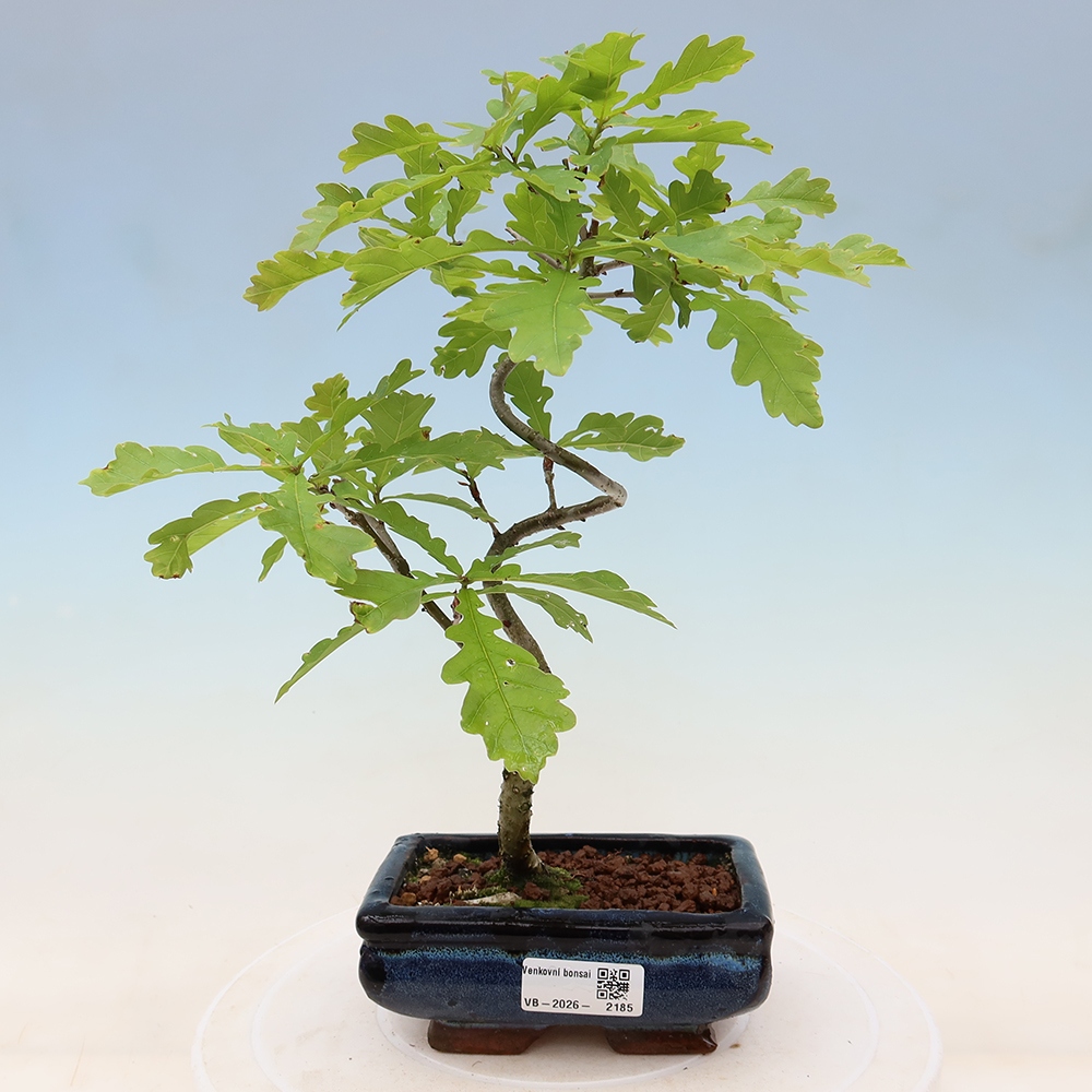 Freiland-Bonsai – Quercus robur – Stieleiche