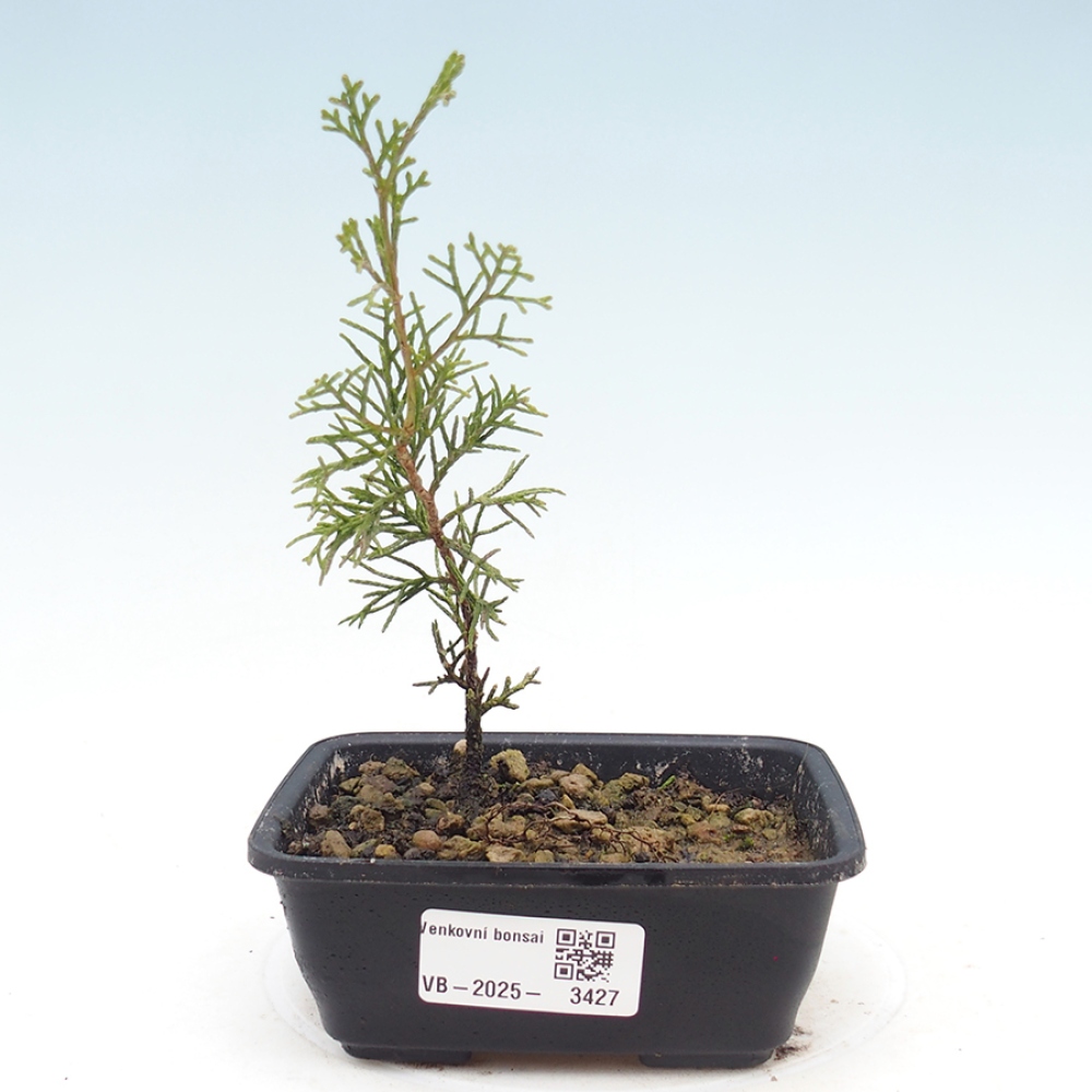 Bonsai für draußen - Juniperus chinensis Itoigawa