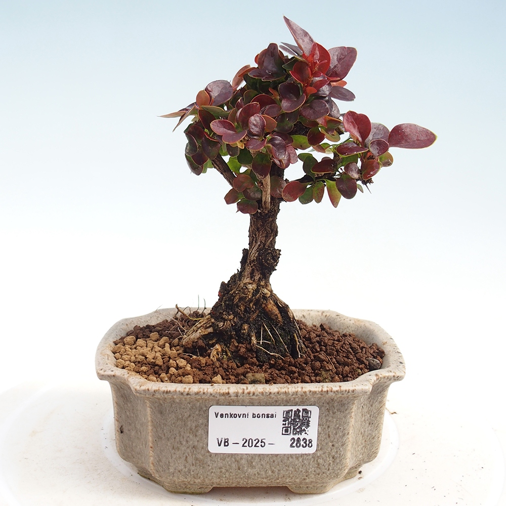 Bonsai für draußen - Berberis Thunbergii Bagatelle