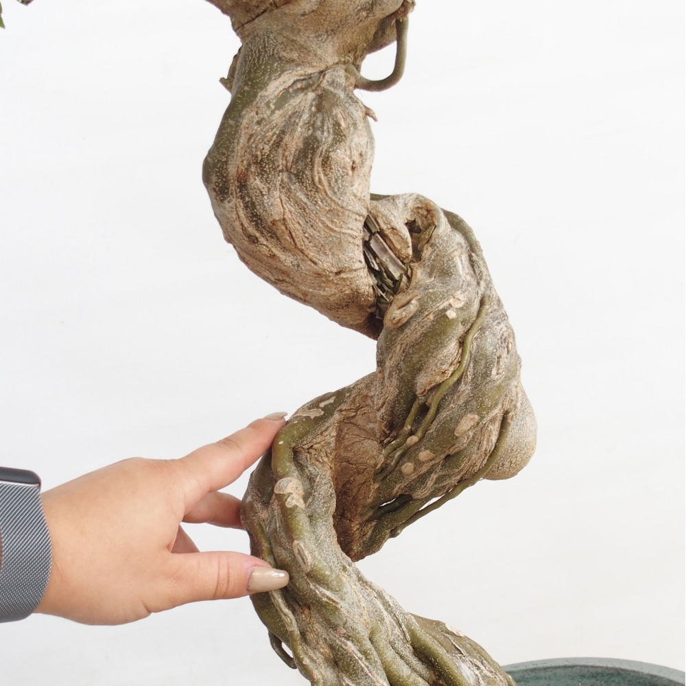 Bonsai für draußen - Acer Buergerianum - Bergahorn