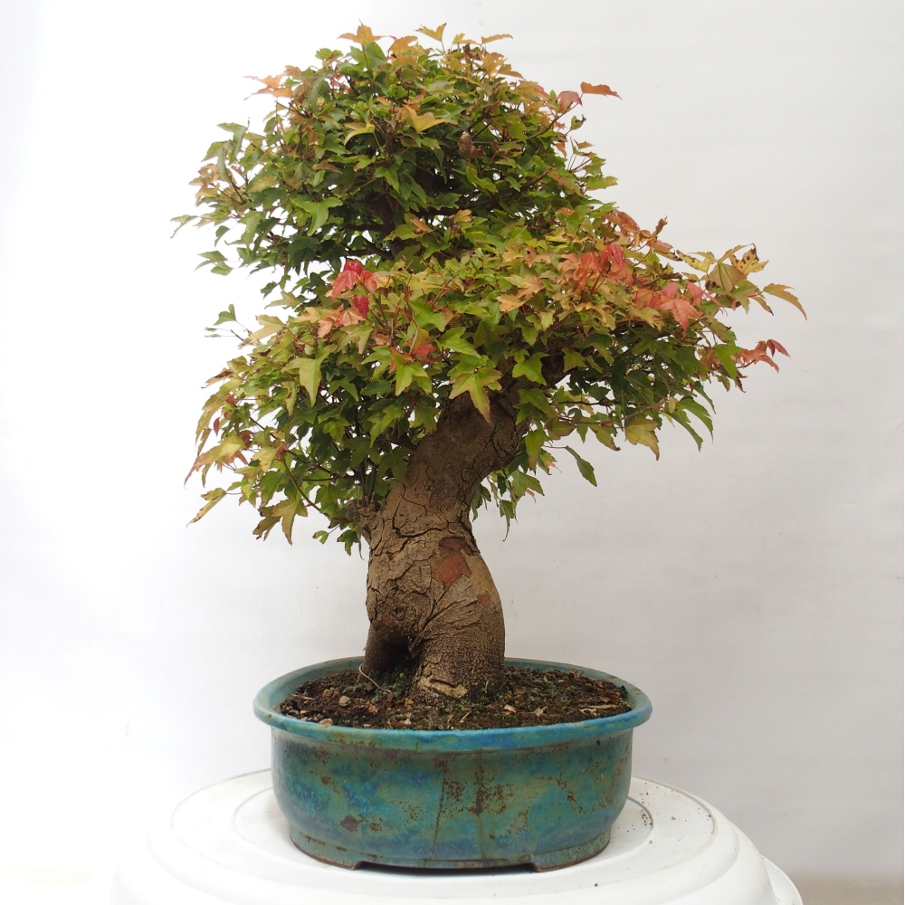 Bonsai für draußen - Acer Buergerianum - Bergahorn