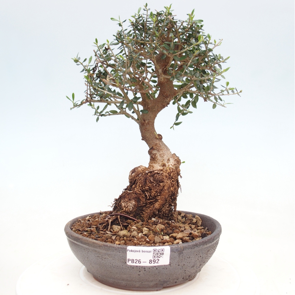 Zimmerbonsai - Olea europaea sylvestris