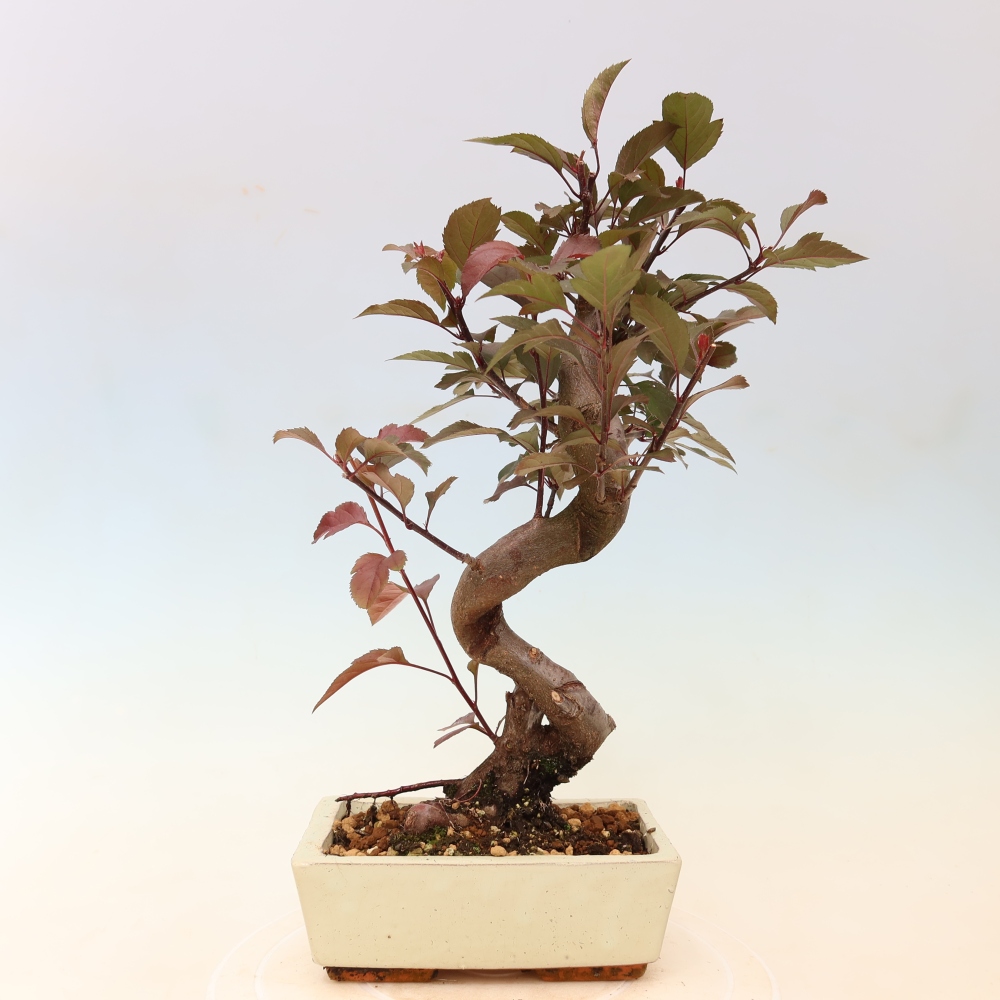 Outdoor-Bonsai -Malus domestica - Kleinfrüchtiger rotblättriger Apfelbaum