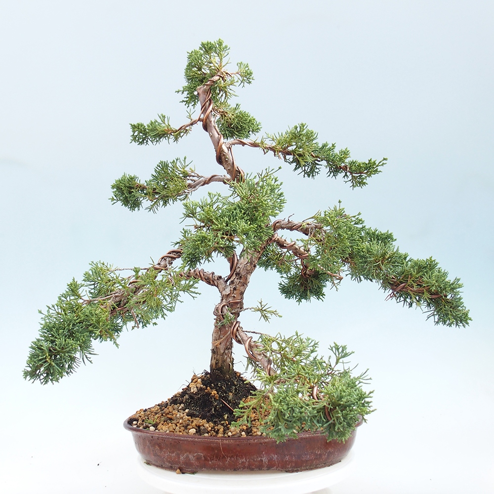 Bonsai für draußen - Juniperus chinensis Kishu