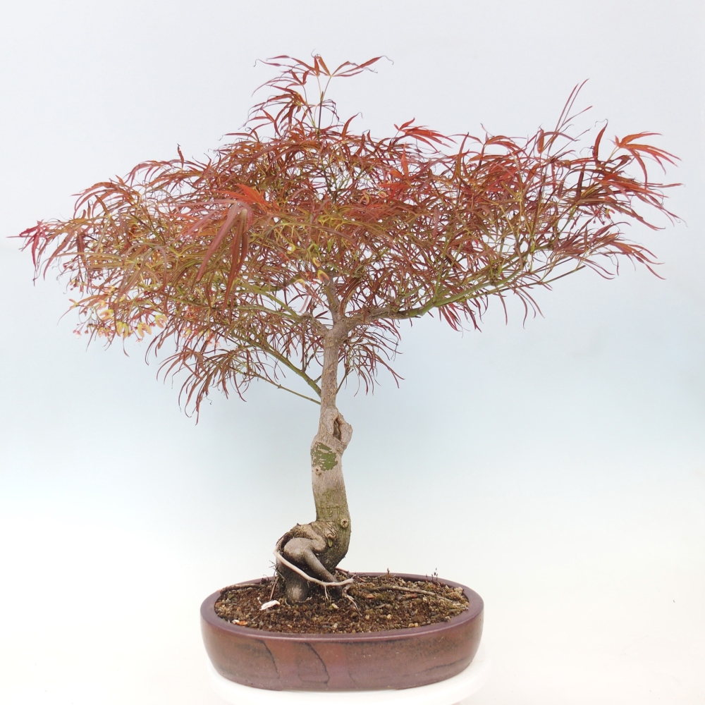 Bonsai für draußen - Acer palmatum RED PYGMY