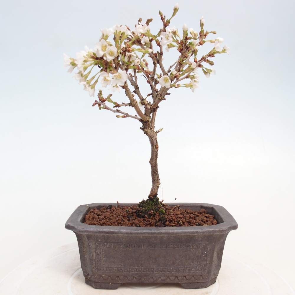 Bonsai für draußen - Prunus incisa Kojou-no mai-Plivon ausgeschnitten