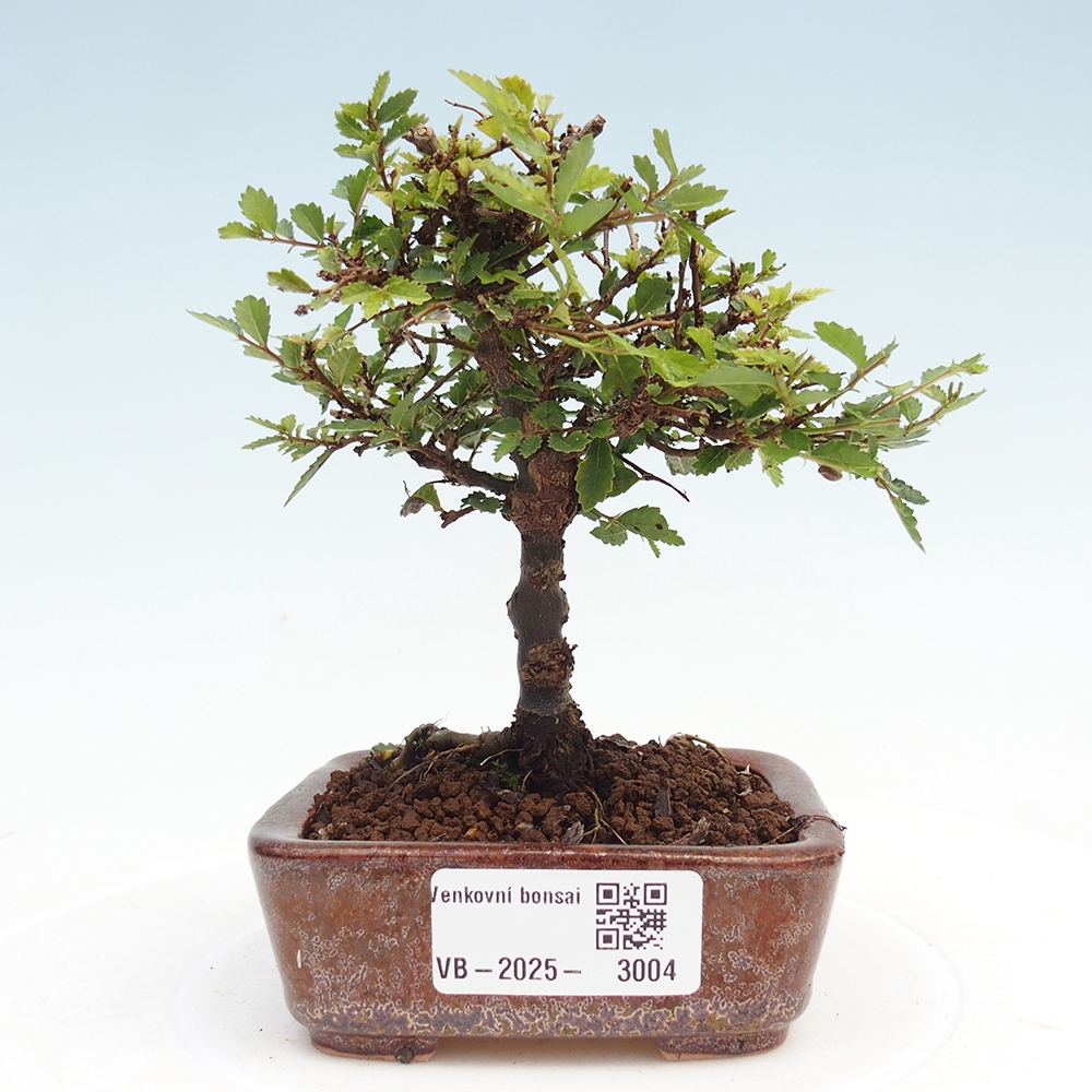 Bonsai für draußen - Ulmus parvifolia Sagei - Kleinblättrige Ulme