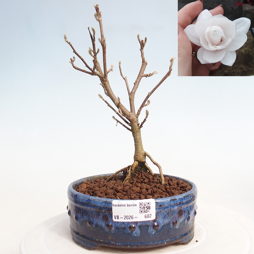 Bonsai für draußen - Magnolia stellata