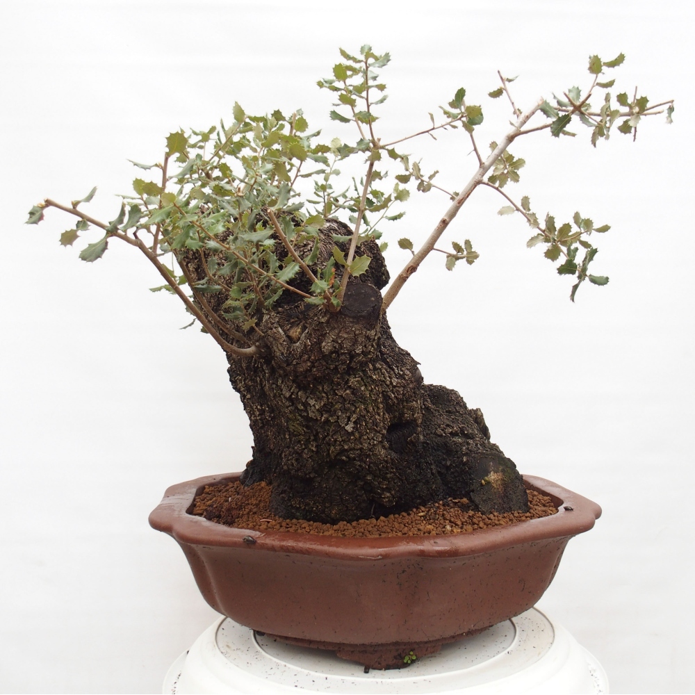 Yamadori - Quercus Ilex - Eichenstechpalme