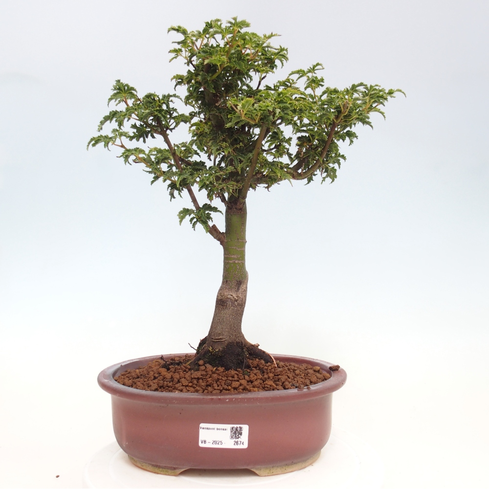 Bonsai für draußen -Javor-Palme Acer palmatum Shishigashira