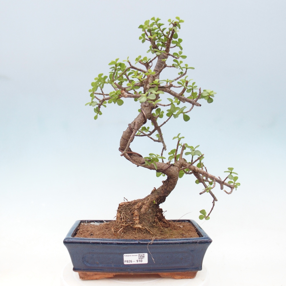 Zimmer Bonsai - Portulakaria Afra - Tlustice
