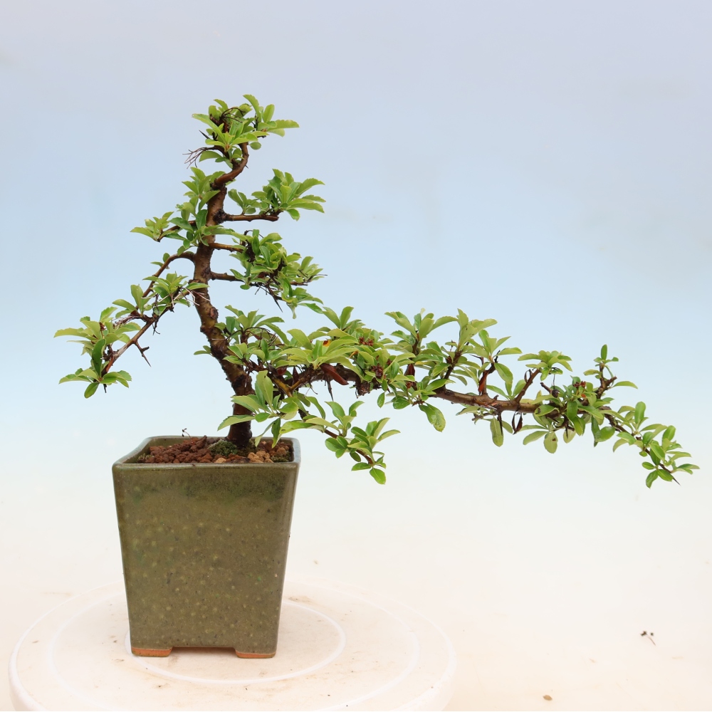 Bonsai für den Außenbereich – Pyracantha teton – Feuerdorn