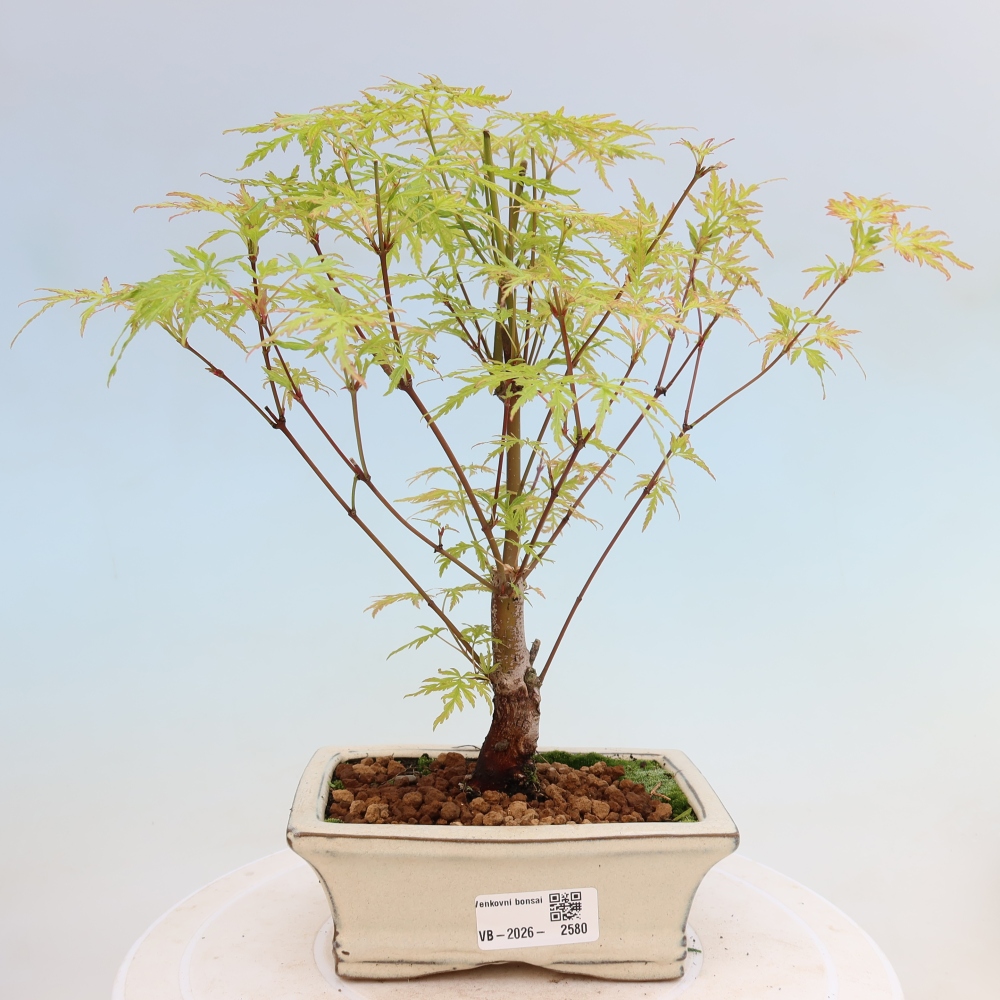 Bonsai für draußen - Acer palmatum Dissectum