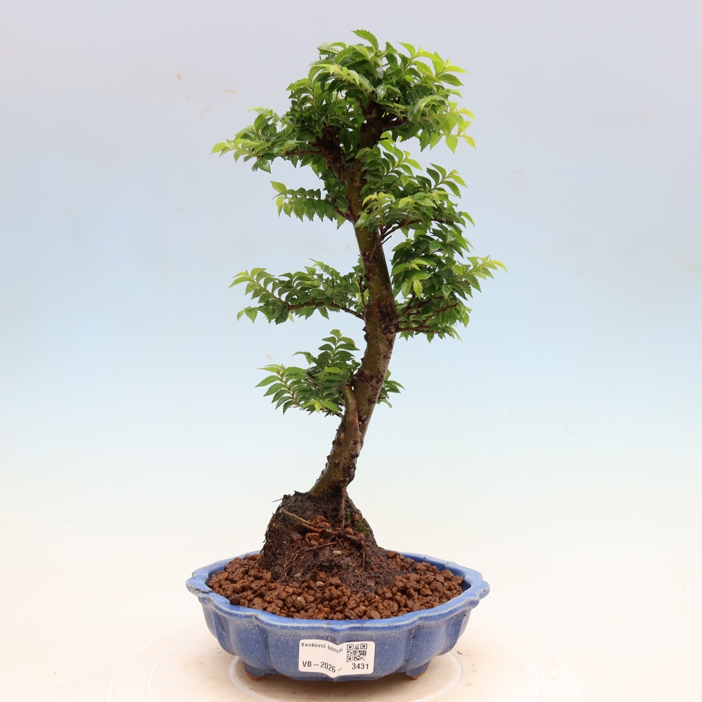 Bonsai für den Außenbereich – Ulmus Jacqueline Hillier – Pappelulme
