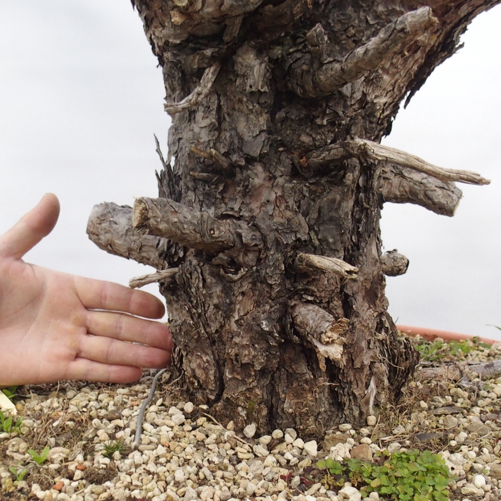 Yamadori - Pinus sylvestris Spanien