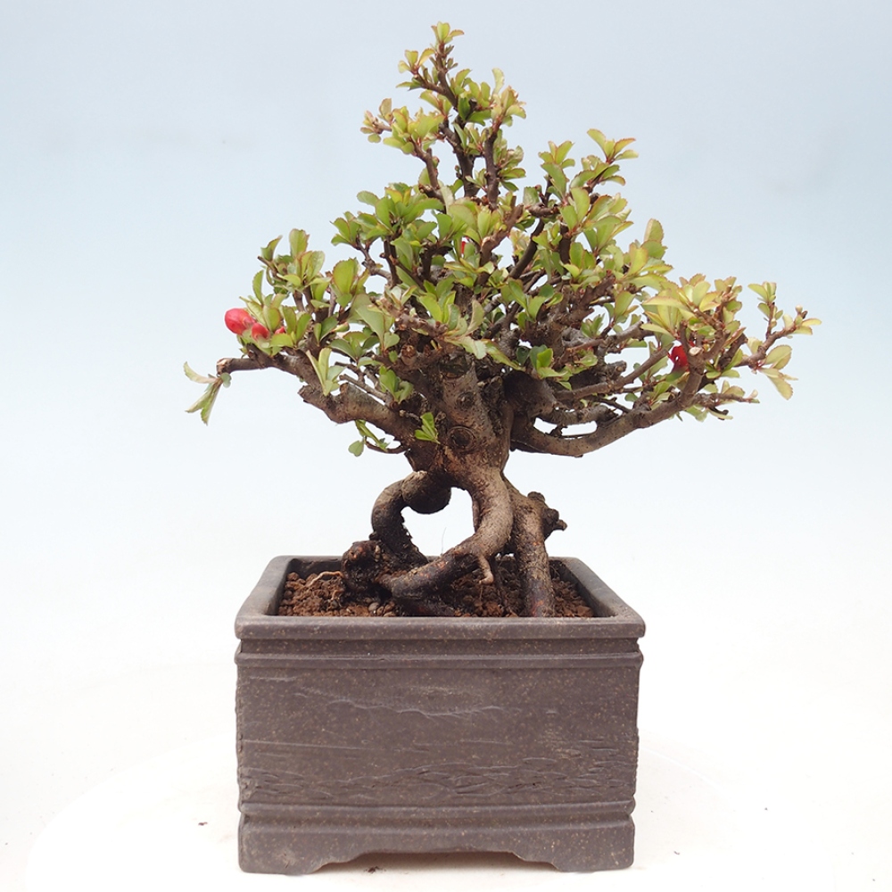 Bonsai für draußen - Chaneomeles speciosa - Quitte
