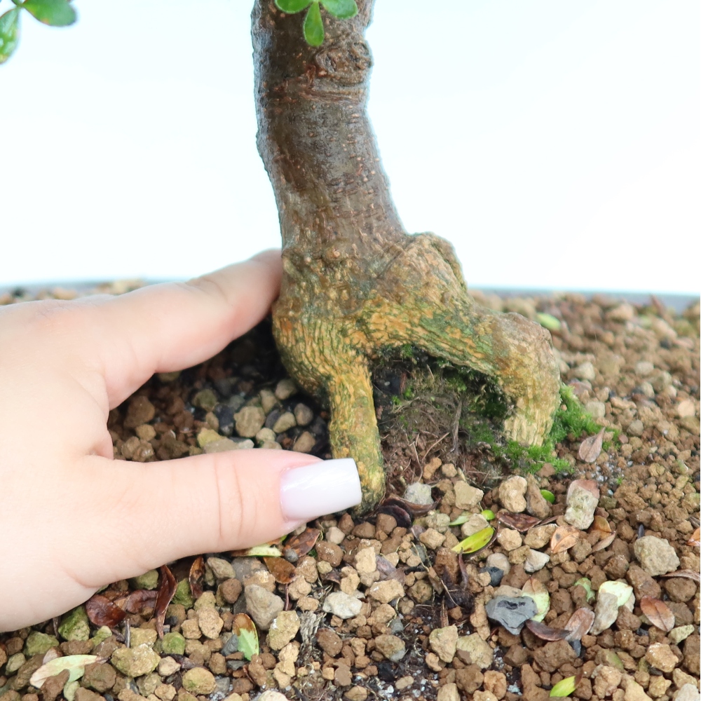 Zimmer Bonsai - Zantoxylum piperitum - Pfefferbaum