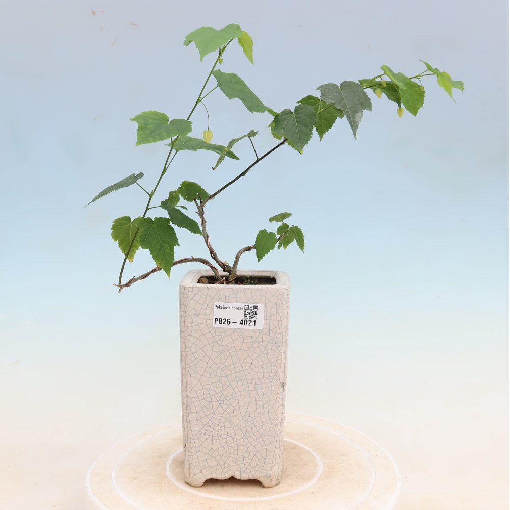 Zimmerbonsai - Abutilon Big Bell - Moltebeere