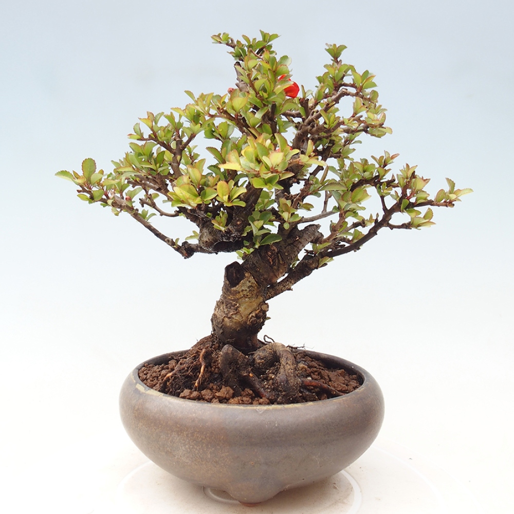 Bonsai für draußen - Chaneomeles speciosa - Quitte