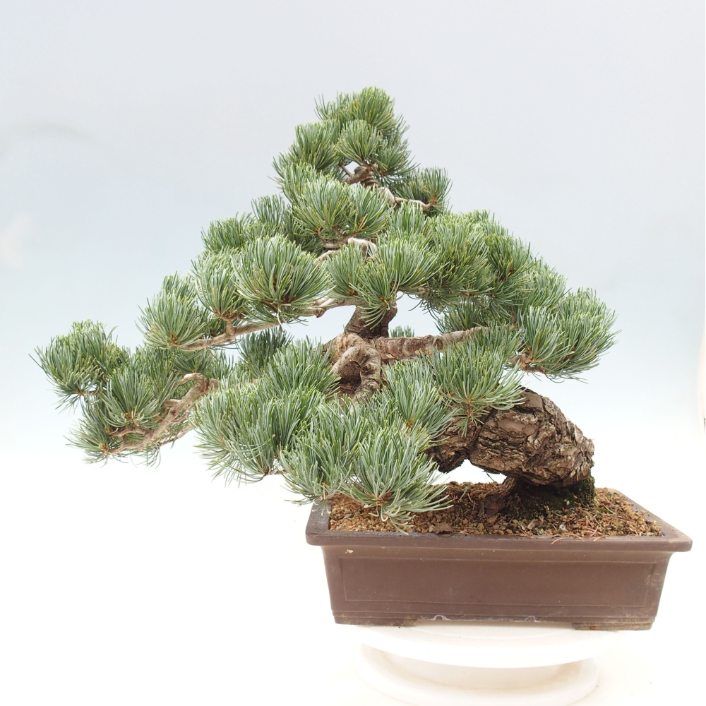 Bonsai für draußen - Pinus parviflora - Pinus parviflora