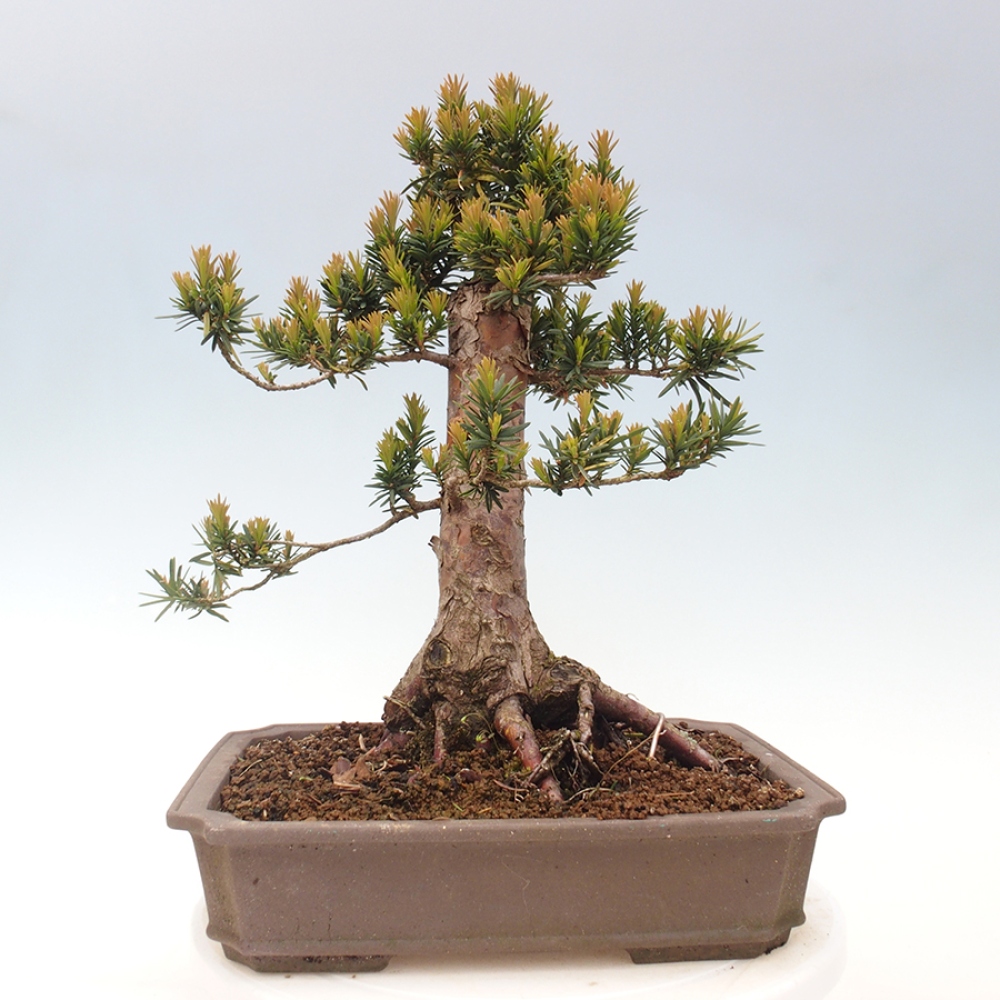 Bonsai für draußen - Taxus cuspidata - Japanische Eibe
