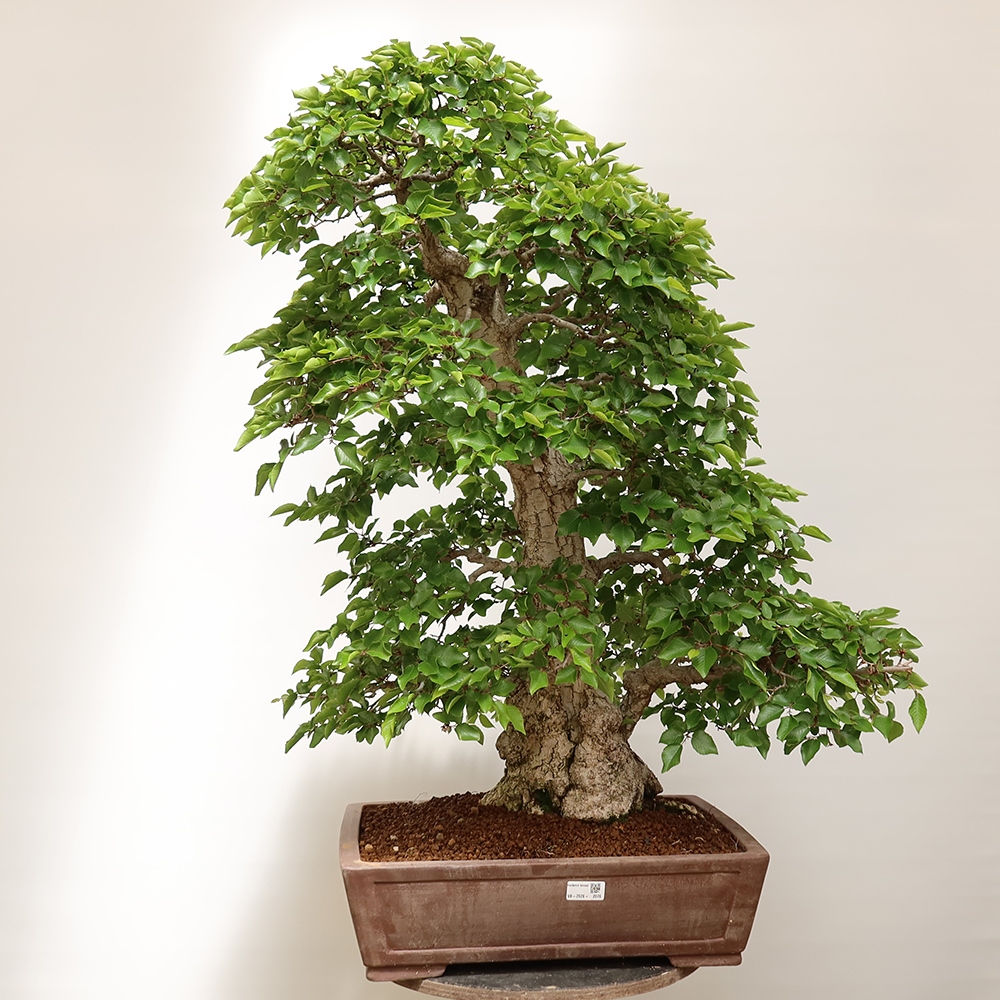 Bonsai für draußen - Karpinus Coreana - Koreanische Hainbuche