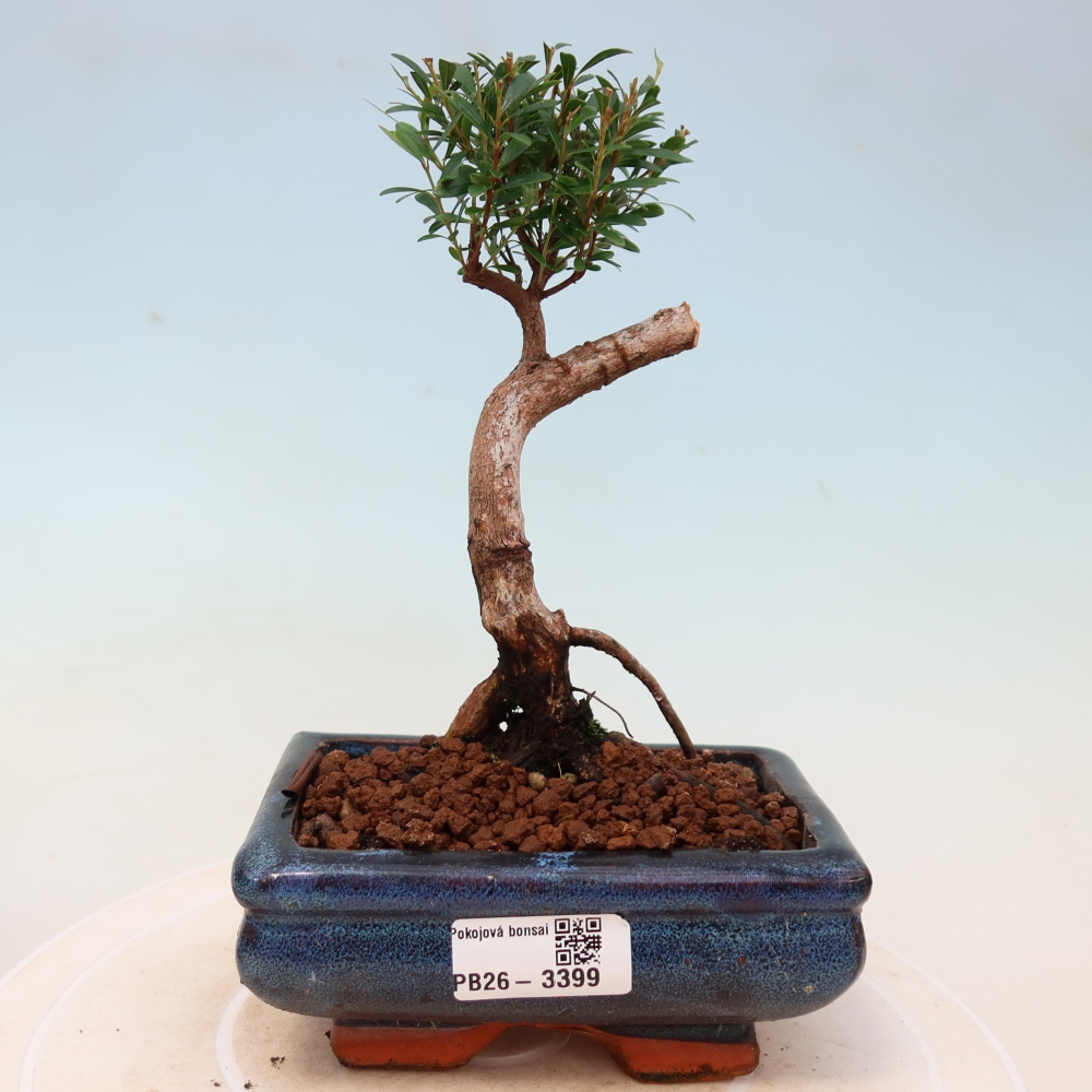Zimmer Bonsai - Syzygium - Piment