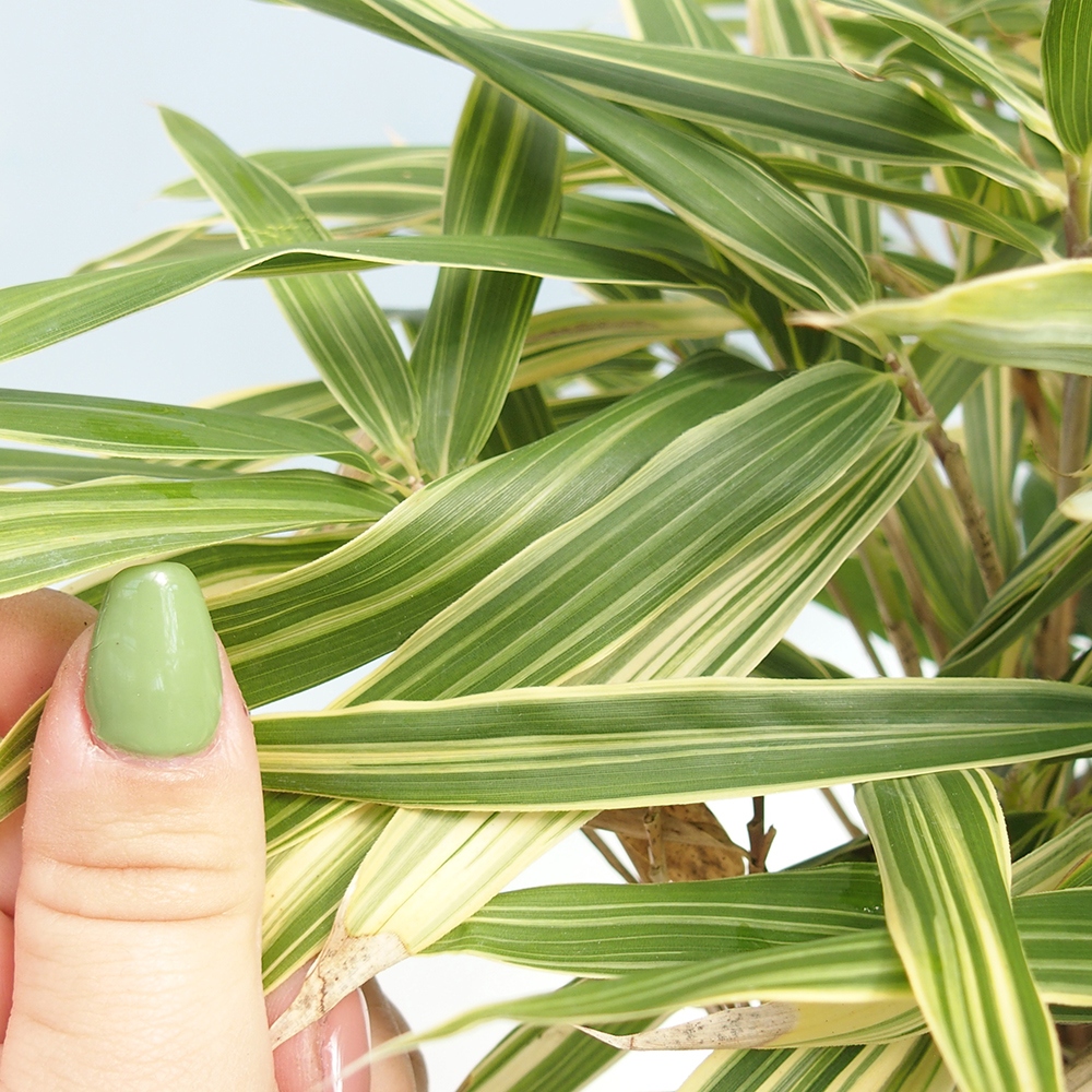 Bonsai für draußen - Sasaella masamuneana Albostriata - Bambus