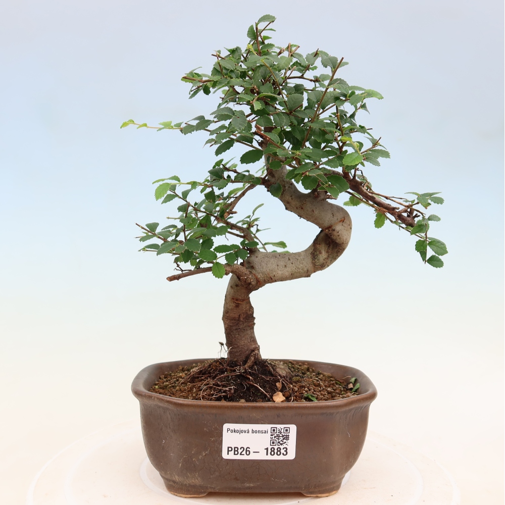 Zimmerbonsai - Ulmus parvifolia - Kleinblättrige Ulme